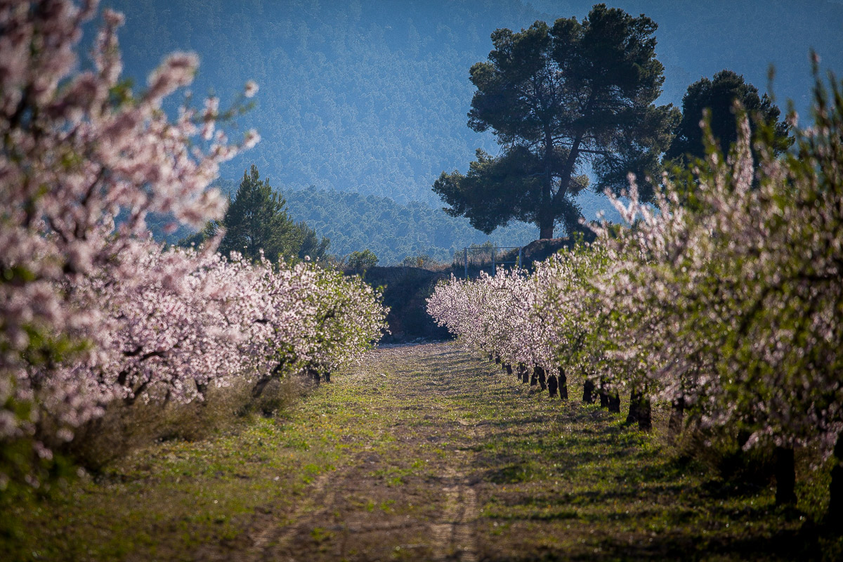 杏花盛开 - Imagen 2