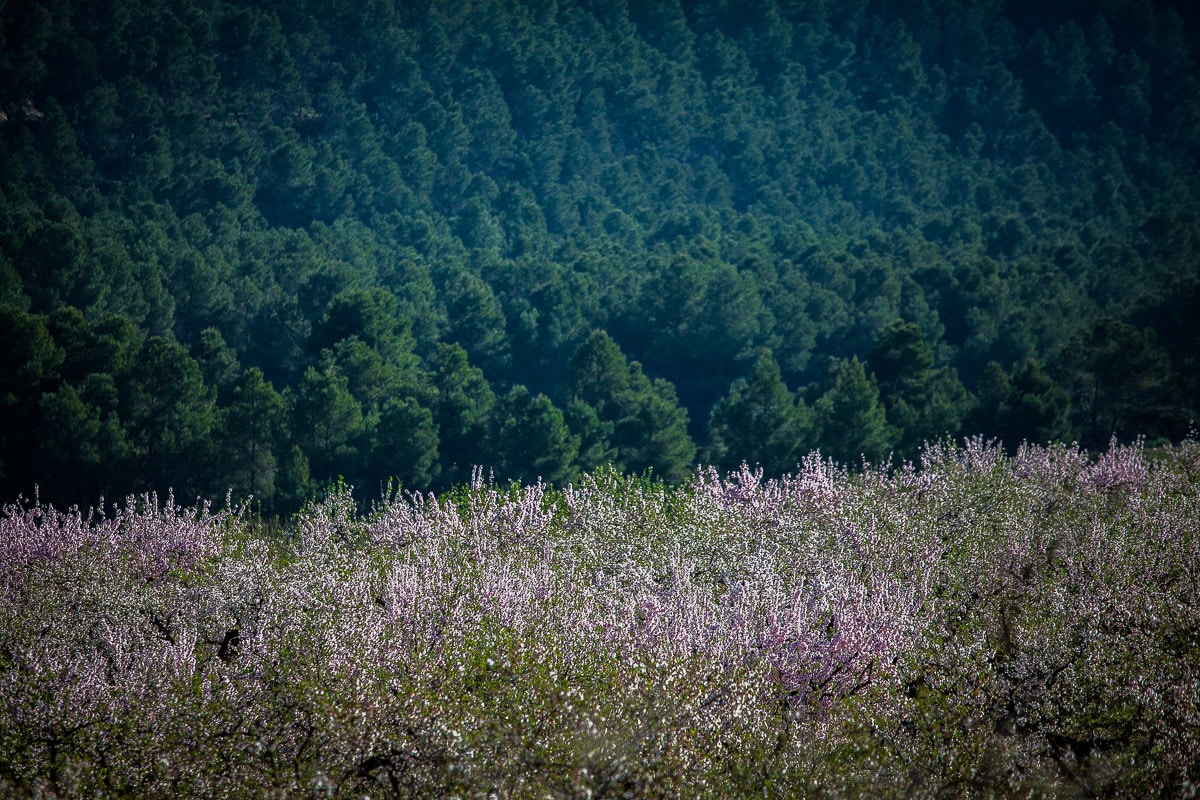 杏花盛开 - Imagen 1