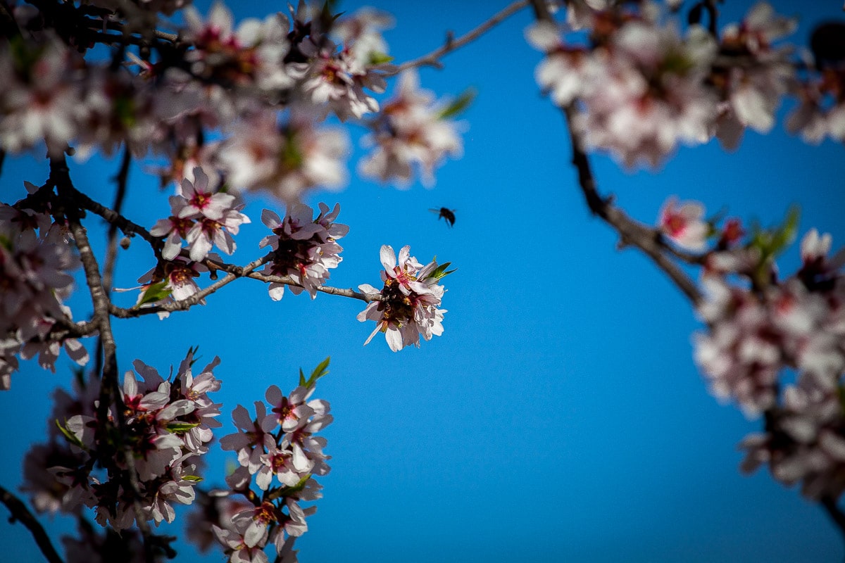 杏花盛开 - Imagen 3