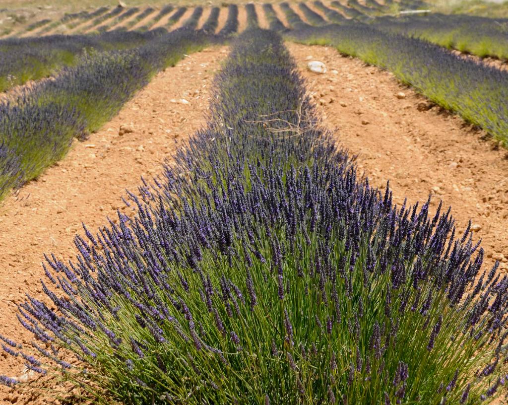 Territorio Lavanda und Lalavand - Imagen 1