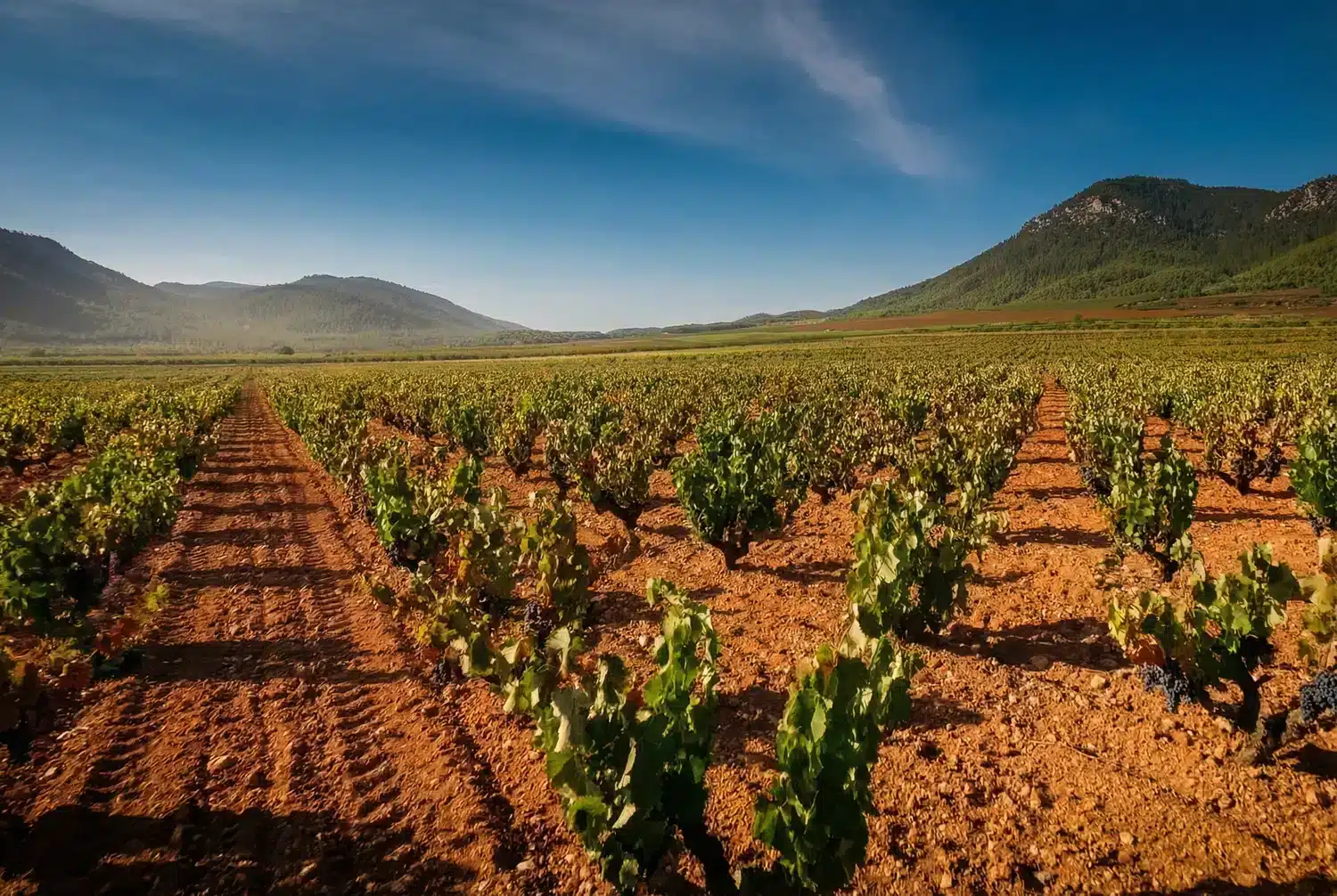 Bodega Monastrell - Imagen 3