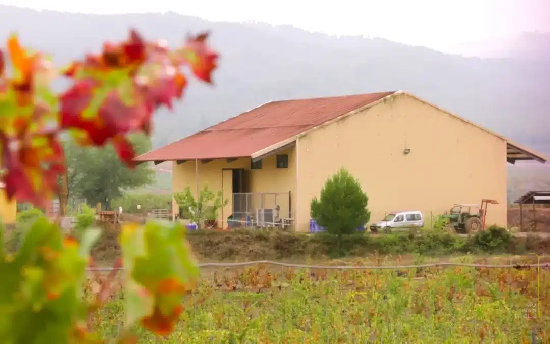 Bodega Monastrell