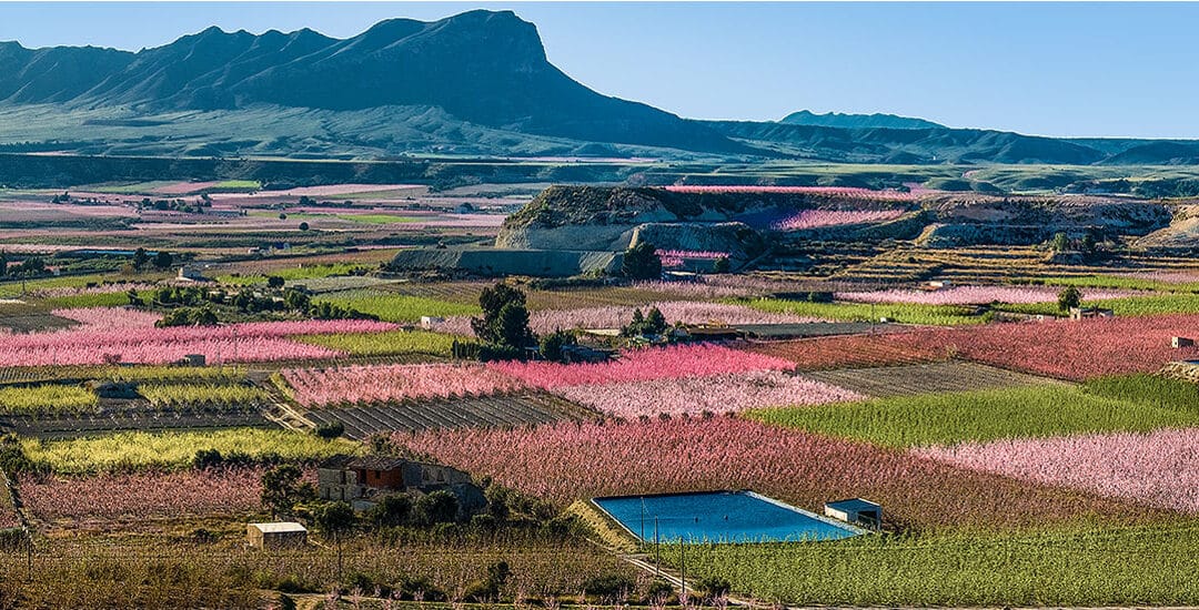 España en Floración